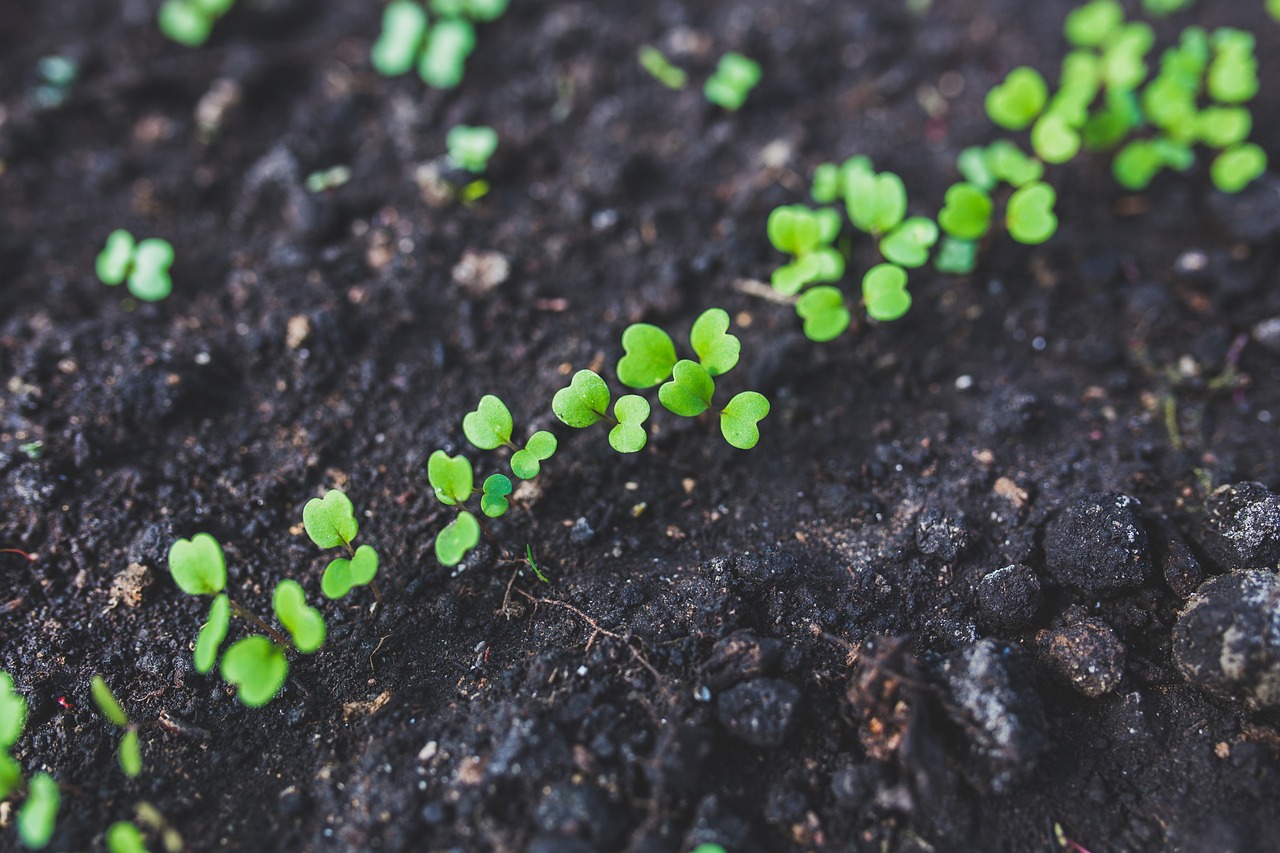 arugula, seedlings, plant-762557.jpg