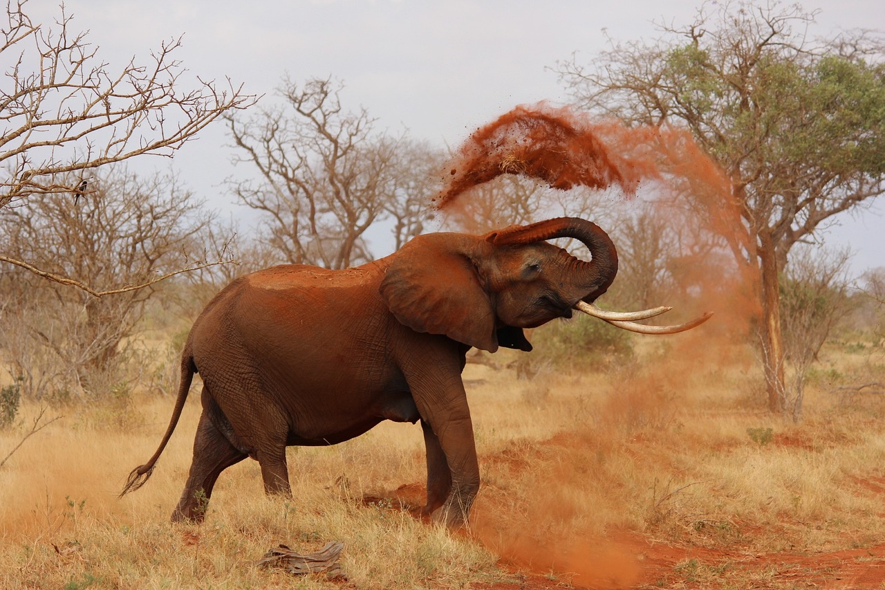 elephant, animal, zoo-111695.jpg