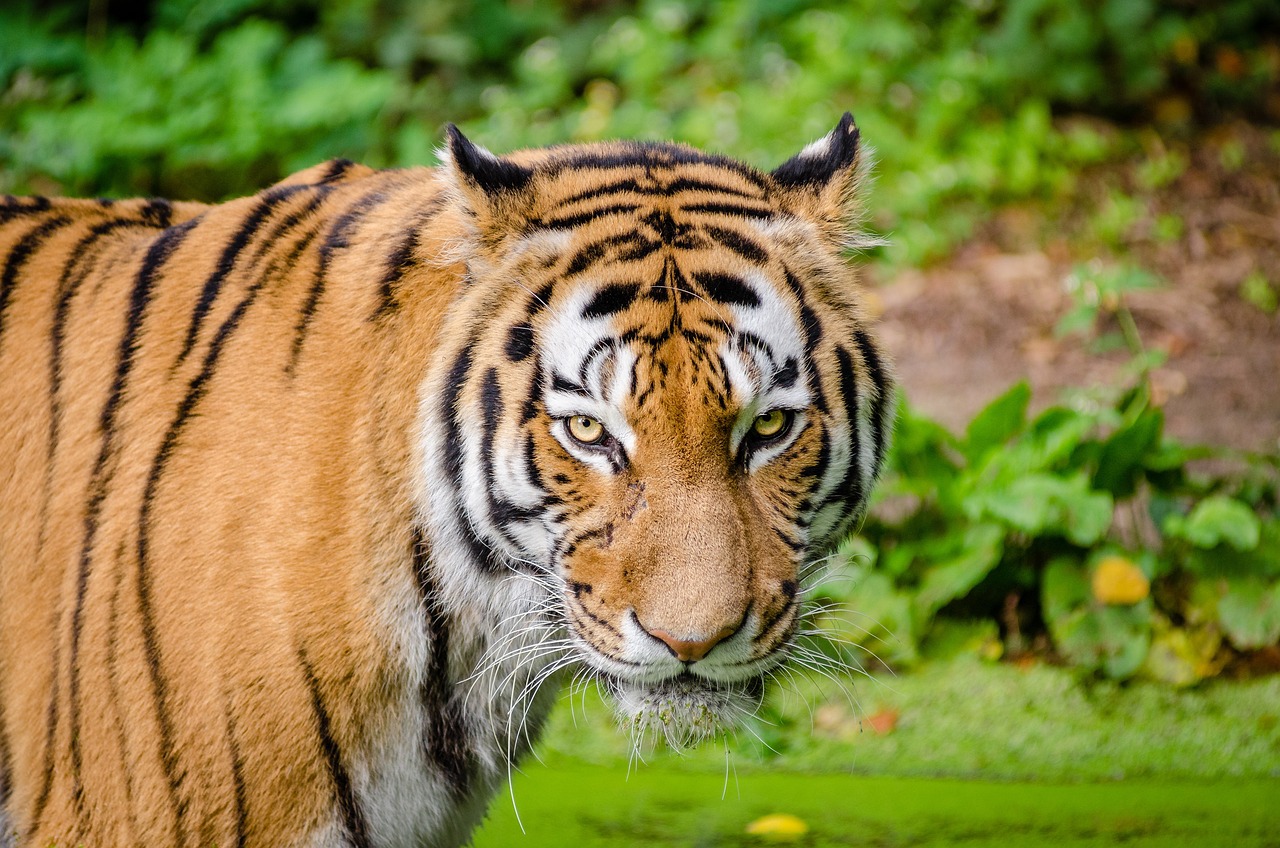 tiger, big cat, wild cat-1852813.jpg